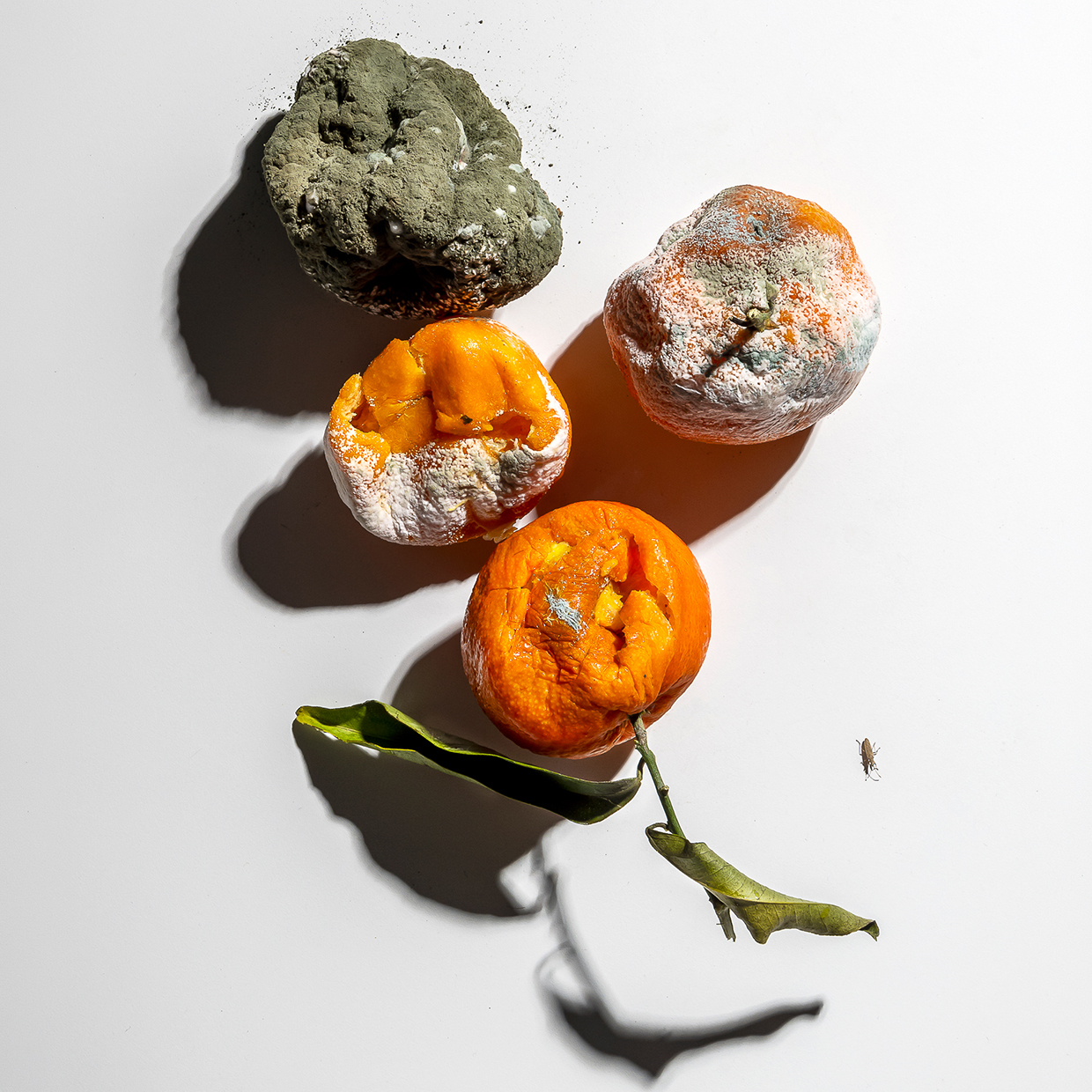 Natura morta di frutta in trasformazione organica nel progetto fotografico sullo spreco alimentare.